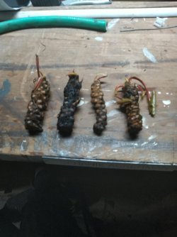 Lilly pad tubers.jpg