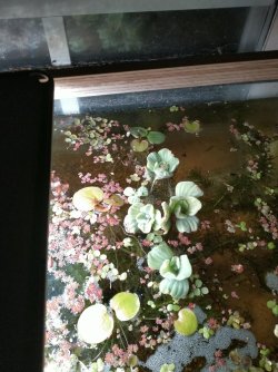 floating plants.jpg