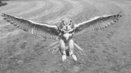 006D2A60-C41F-490A-8A14-65BB2B89DC17.gif