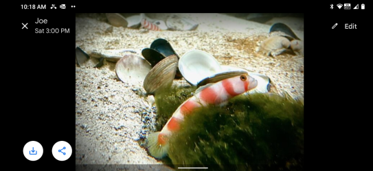 Jofie's Gobies.png