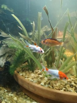 three amigos!.jpg