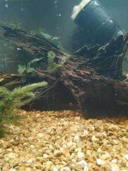 wood for tank decor.jpg wood for tank decor.jpg