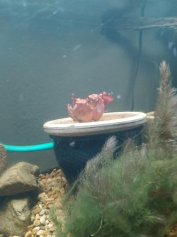Lily pad plant.jpg Lily pad plant.jpg
