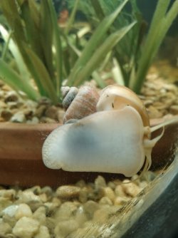 Slug in a shell.jpg
