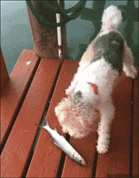 200 (10).gif