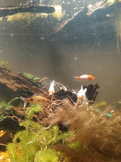 Fish tank Friday.jpg