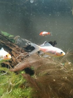 Fish tank Friday1.jpg