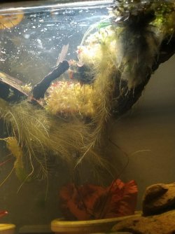 Floating plant roots.jpg
