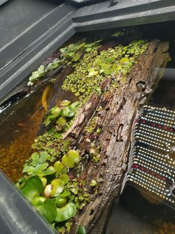 Floating plants from above.jpg