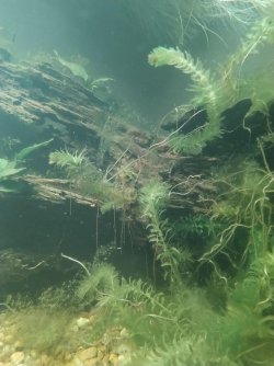 Too much algae.jpg
