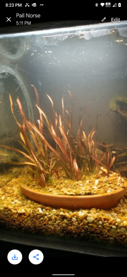 After algae removal.png