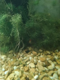 Candy Corn in hiding.jpg