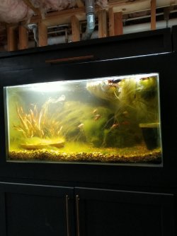 Algae problem.jpg