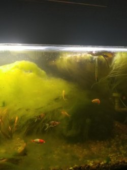 I have algae.jpg