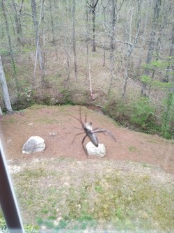 It landed on the window..jpg