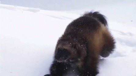 E395B539-446E-40DD-9037-B682D7A92CA2.gif