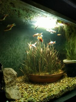 Water, clear..jpg