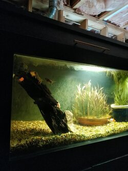 Algae under my control!.jpg