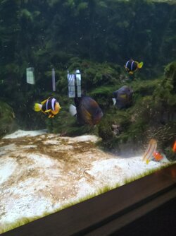 Look how ungly Joe's fish are! Not Mines!.jpg