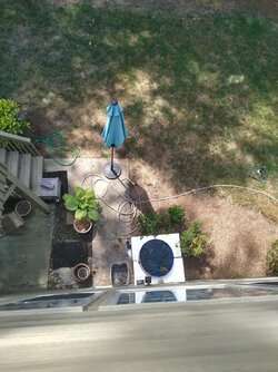 plants in kiddy pool.jpg