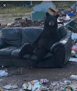 Creature comforts.png
