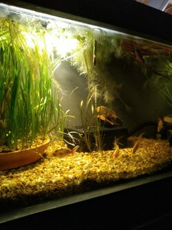 Pond filter for $18.jpg
