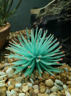 Silicone sea ane-mone.jpg