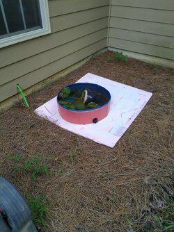 A 3rd kiddie pool.jpg