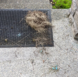 Fucked up nest-2.jpg