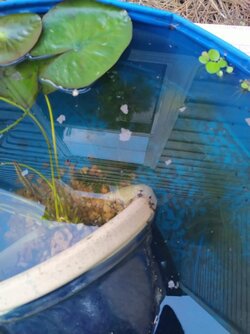 Dozens of tiny tadpoles.jpg