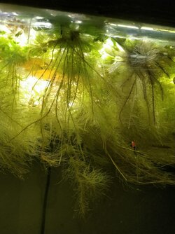 Roots of floating plants.jpg