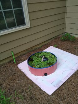 Kiddie pool three.jpg