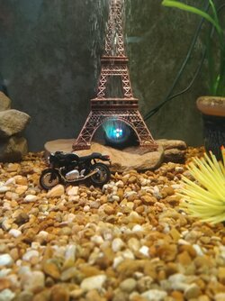 Get on your bad motor scooter and ride!.jpg