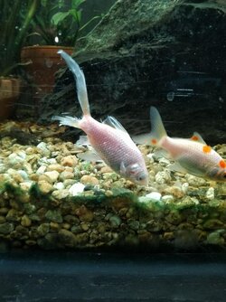 My poor Pearl!.jpg
