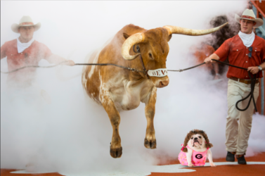 BEVO.png