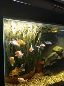 My Pretties!.jpg