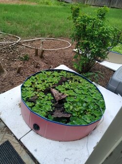Frog in Kiddie Pool.jpg