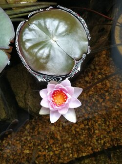 Lily Pad & Flower.jpg