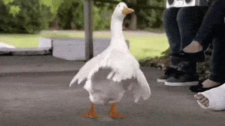 aflacduck-ani.gif