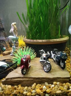 Motor Bikes in the Park!.jpg