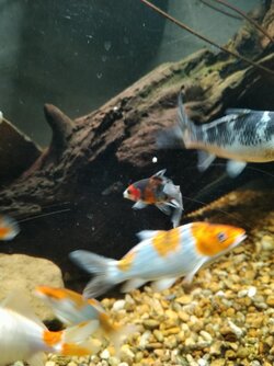 Ryan Day the Goldfish.jpg