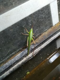 Grass Hopper.jpg