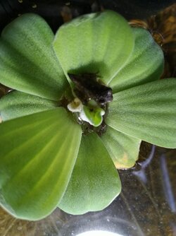 Frog Tails!.jpg
