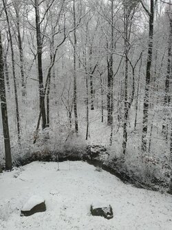 Back yard.jpg