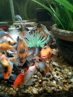 My Swimmers today!.jpg