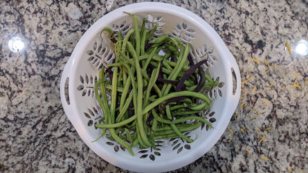 Green beans 7-26.jpg