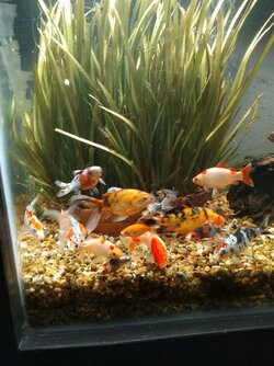 My Swimmers, Aug. 1.jpg