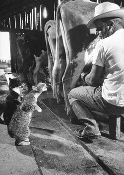 cowtocatsquirt.jpg