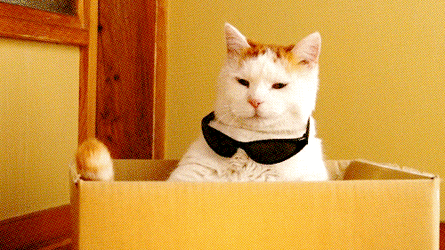 Cat shades deal with it.gif
