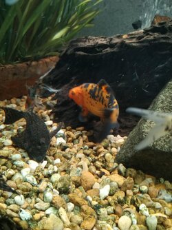 Bumbles on right side. Pleco on left..jpg